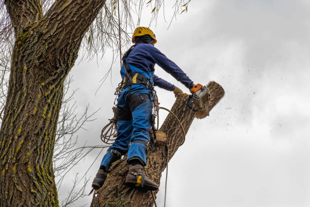 Reliable Franklin, TX  Tree Services Solutions